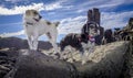 Dramatic view of two dogs on adventure exploring rocks at old quarry Royalty Free Stock Photo