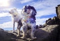 Dramatic view of two dogs on adventure exploring rocks at old quarry with sun flare Royalty Free Stock Photo