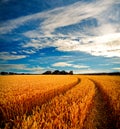 Dramatic view of wheatfields