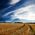 Dramatic view of wheatfields