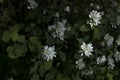 Dramatic White Flowers