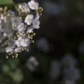 Dramatic White Flowers