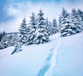 Dramatic winter morning in mountain foresty with snow covered fir trees. Wonderful outdoor scene, Happy New Year celebration conce