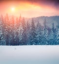 Dramatic winter scene in the ÃÂ¡arpathian mountain Royalty Free Stock Photo