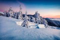 Dramatic winter sunrise in Carpathian mountains with snow covered fir trees. Fantastic morning scene of mountains hills covered by