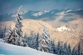 Dramatic winter sunrise in mountain foresty with snow covered fir trees. Picturesque outdoor scene, Happy New Year celebration con