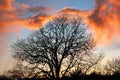 Dramatic Winter Sunset with Garry Oak, Victoria, British Columbia, Canada Royalty Free Stock Photo