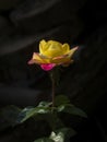 Dramatic Yellow Rose on Dark Background Royalty Free Stock Photo