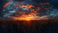 dramatical cornfield sunset Royalty Free Stock Photo