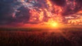 dramatical cornfield sunset Royalty Free Stock Photo