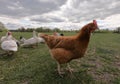 Dramatical looking brown hen on the meadow Royalty Free Stock Photo