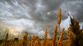 Dramatically bad weather over ripe wheat ears - Agriculture