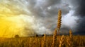 Dramatically bad weather over ripe wheat ears with golden sunset