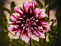 Dramatically beautiful dahlia, blurred background