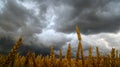 Dramatically bad weather over ripe wheat ears with golden sunset