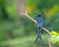 A Drango perching on a branch Royalty Free Stock Photo