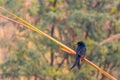 A Drango perching Royalty Free Stock Photo