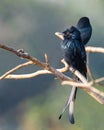 A Drango perching on a tree Royalty Free Stock Photo