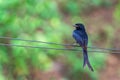 A Drango perching on a wire Royalty Free Stock Photo