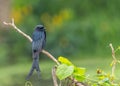 A Drango resting on a branch Royalty Free Stock Photo
