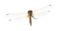 Drangonfly - Sympetrum fonscol