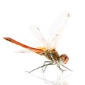 Drangonfly - Sympetrum fonscol Royalty Free Stock Photo