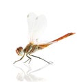 Drangonfly - Sympetrum fonscol