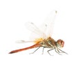 Drangonfly - Sympetrum fonscol