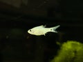 Drape Fin Barb (Oreichthys crenuchoides)fish in a aquarium.Selective focus Royalty Free Stock Photo