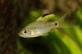 Drape finned barb Aquarium Fish Oreichthys crenuchoides neon highfin barb Royalty Free Stock Photo