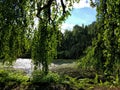 Drapping trees over moss covered lake