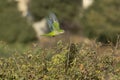 A Drara Parrot in Flight Royalty Free Stock Photo