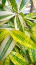 Drasena goldiana bamboo ornamental plant Royalty Free Stock Photo