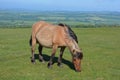 Dratmoor pony on Whitchurch Common, Devon Royalty Free Stock Photo