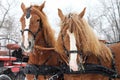 Draught driving horse team ready to go Royalty Free Stock Photo