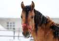 Draught driving horse in winter farm Royalty Free Stock Photo