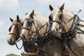 Draught horses Royalty Free Stock Photo