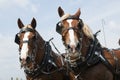 Draught horses Royalty Free Stock Photo