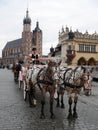 Draught horses at Saint Mary`s Basilica in Krakow, Poland Royalty Free Stock Photo