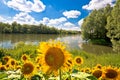 Drava river green landscape and sunflower view