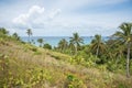 Coconut Palms: Dravuni Island