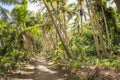Dravuni Island: Tropical Walk
