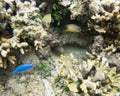 Dravuni Island Marine Life: Astrolabe Reef Royalty Free Stock Photo