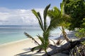 Dravuni island-palm trees on beach