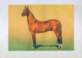 Draw akhal-teke stallion horse