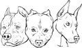 draw in black and white of Heads of dogs pitbull dobermann bulldog vector Royalty Free Stock Photo