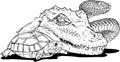 draw in black and white of reptiles and amphibians. Wild Crocodile, snake, turtle and frog