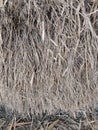 Draw the roots of a bamboo tree which has been eroded by river water so that it looks like white hair. Royalty Free Stock Photo