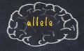 Drawing of human brain on chalkboard with inscription allele Royalty Free Stock Photo