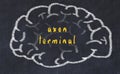 Drawind of human brain on chalkboard with inscription axon terminal